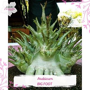 1 SEMENTE ARABICUM BIG FOOT