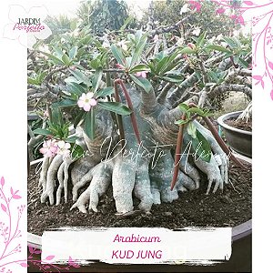 1 SEMENTE  ARABICUM KUD JUNG