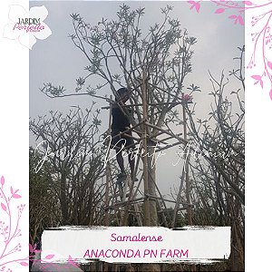 20 SEMENTES DE SOMALENSE VAR. ANACONDA (PN FARM) -78-