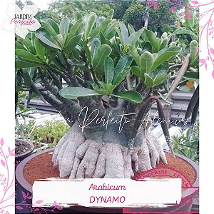 1 SEMENTE ARABICUM DYNAMO