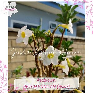 1 SEMENTE ARABICUM PETCH PUN LAN FLOR BRANCA RARA