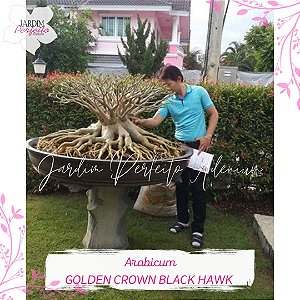1 SEMENTE ARABICUM GOLDEN CROWN X BLACK HAWK