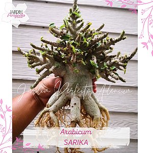 1 SEMENTE ARABICUM SARIKA