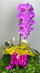Orquideia  phalaenopsis