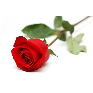 Buquê Rosa un/1