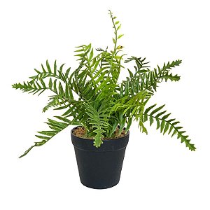 ARRANJO DE SAMAMBAIA FF-0027