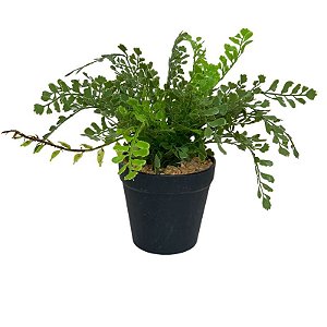 ARRANJO DE SAMAMBAIA FF-0029