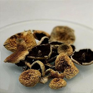 Psilocybe cubensis 2g