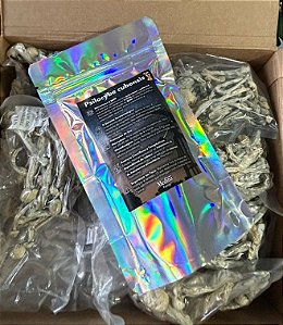 Psilocybe 10g