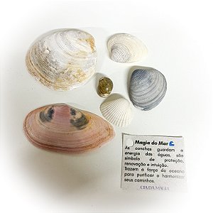 Kit conchas - Magia do Mar