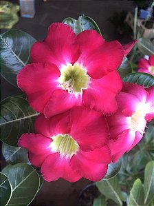 Flores Rosa do Deserto