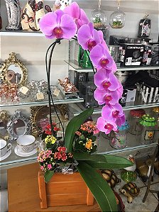 Orquídea Phalaenopsis no Vaso | Karina Flores