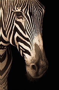 Quadro Decorativo  Zebra