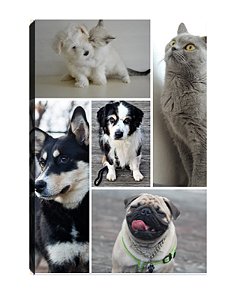Quadro Personalizado com Fotos Pets