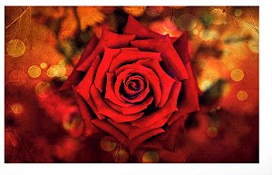 Quadro Flor Rosa Vermelha - Diversos Tamanhos