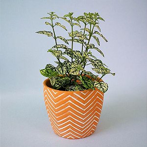 Cachepot Para Plantas De Cerâmica Terracota Zig Zag 8 Cm