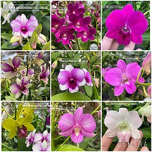 kit 5 orquídeas Denphal Sortidas  - ADULTAS