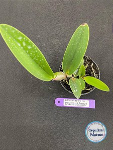 Cattleya Walkeriana Tipo (William Rahd X Carrossel) - Seedling