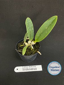 Cattleya Walkeriana Var. Vinicolor X Labeloide - Seedling