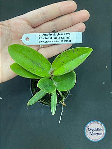 C. Amethystoglossa Var. Lilacina (Livia X Carina) - Seedling