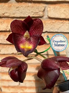 FDK. Majestic Orchids Shopper - ADULTA