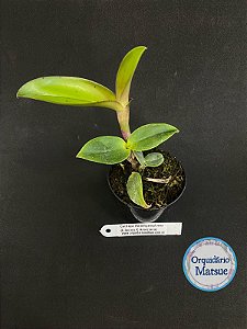 Cattleya Amethystoglossa (Lilacina X Ameziana) - (seedling)