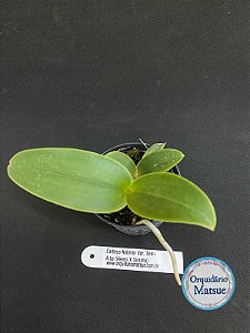 Cattleya Nobilior Var. Semi Alba (Akemi X Sininho) - Seedling