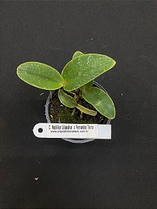 Cattleya Nobilior (Lilacina Perola X Fernando Terra) - Seedling