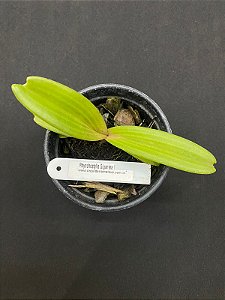 Rhynchostylis Gigantea - Seedling (COR SORTIDA)