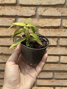 Dendrobium primulinum - Seedling