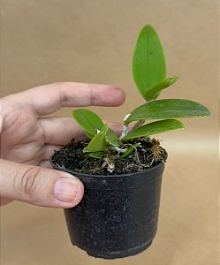 Cattleya aclandiae tipo - Seedling