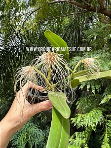 Bulbophyllum medusae - EXEMPLAR UNICO REF/MTSMDS01