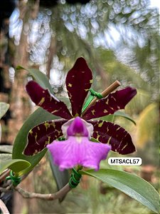 Cattleya Aclandiae Nigrescens - EXEMPLAR UNICO REF-MTSACL57
