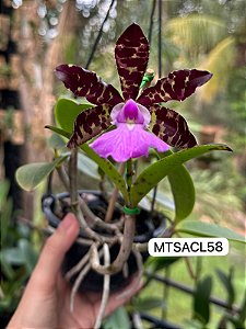 Cattleya Aclandiae Nigrescens - EXEMPLAR UNICO REF-MTSACL58