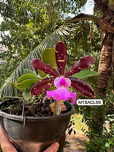 Cattleya Aclandiae Nigrescens - EXEMPLAR UNICO REF-MTSACL59