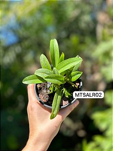 Cattleya alaorii - Exemplar Único refMTSALR02