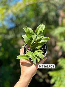 Cattleya alaorii - Exemplar Único refMTSALR03