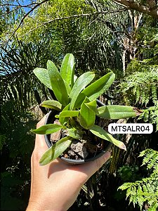 Cattleya alaorii - Exemplar Único refMTSALR04