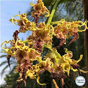 Dendrobium Spectabile -  Adulto