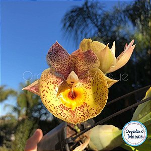 Catasetum Orchidglade 'Davie Ranches’ - Adulto