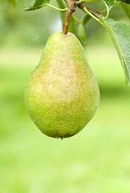 Pera Orgânica 500 g