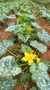 Mini abobrinha 500 g