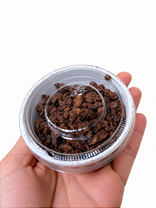 Nibs com gengibre 35 g