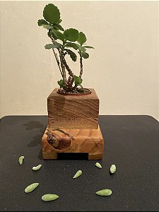 Cachepô ou Cachepot em madeira (07)