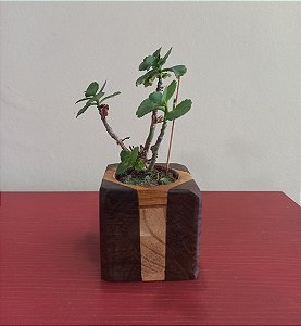 Cachepô ou Cachepot em madeira (03)