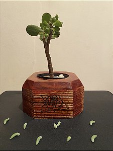 Cachepô ou Cachepot em madeira (20)