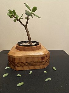 Cachepô ou Cachepot em madeira (21)