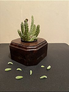 Cachepô ou Cachepot em madeira (17)