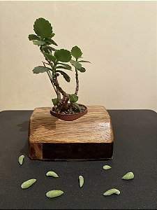 Cachepô ou Cachepot em madeira (14)