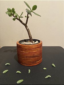 Cachepô ou Cachepot em madeira (13)